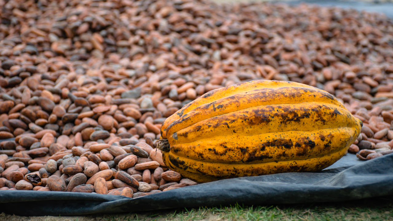 Nova lei fixa mínimo de 35% de cacau para produto ser chocolate