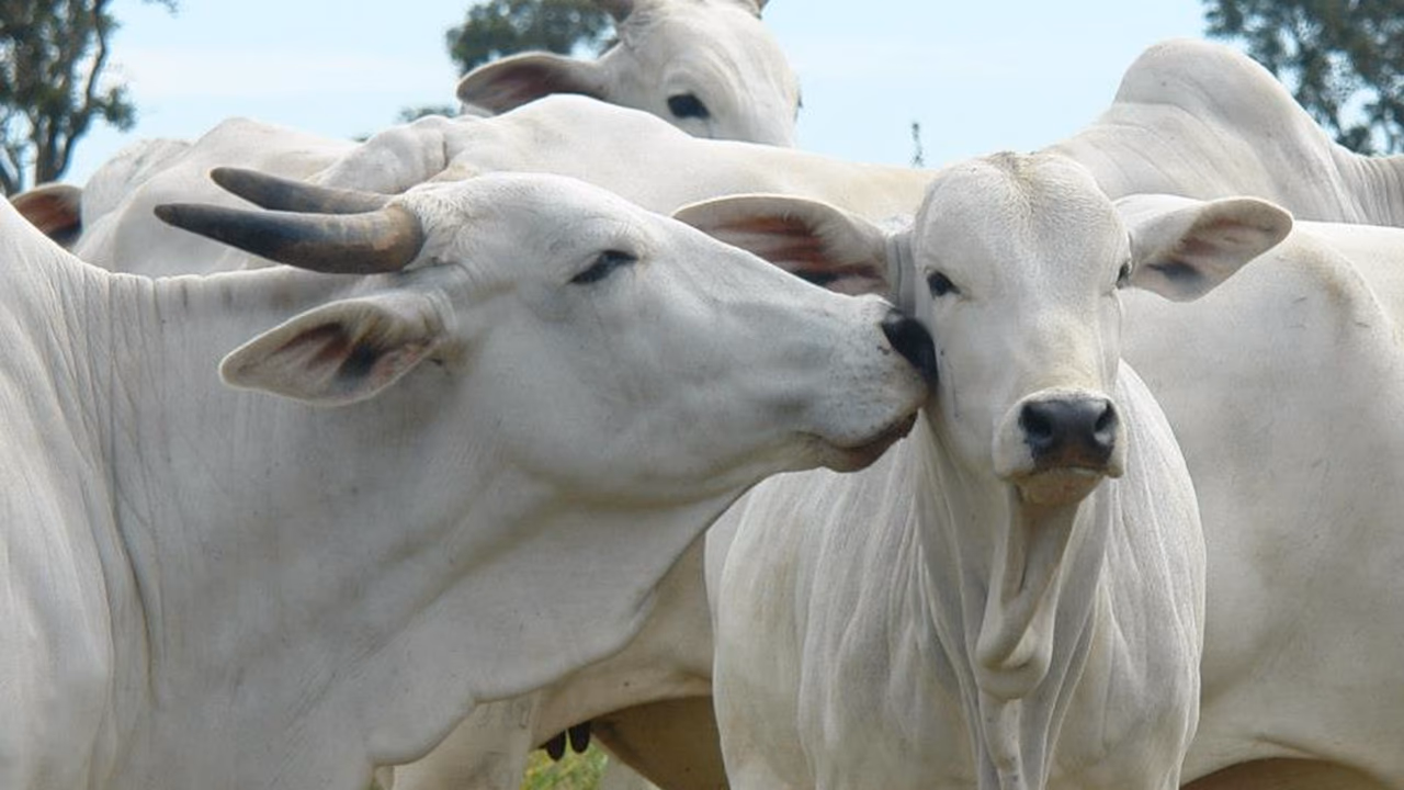 Parasitas tiram até 13 kg por animal da pecuária, aponta estudo