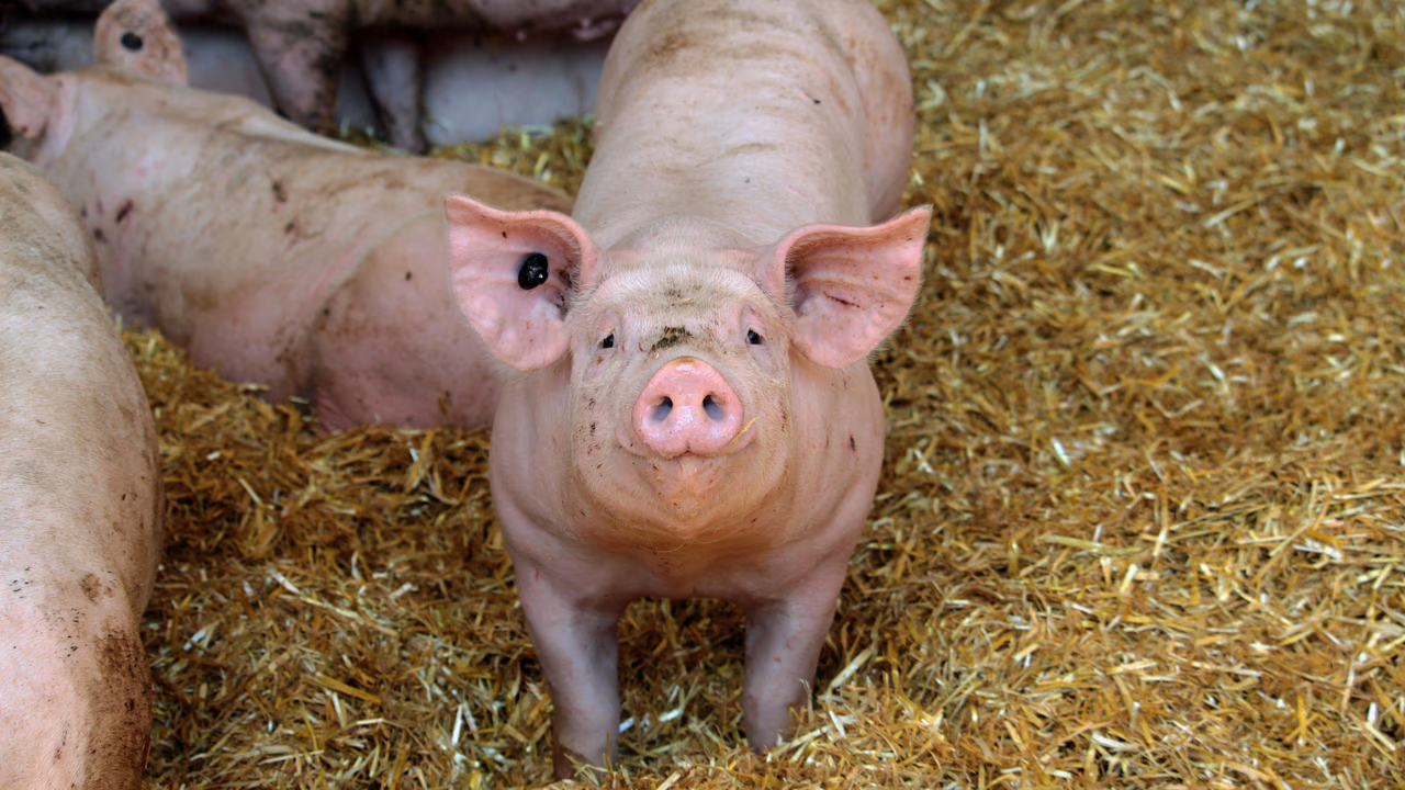 Carne suína ganha competitividade ante a bovina no maior nível desde 2004